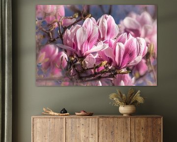 Petals of magnolia in spring by Dieter Walther