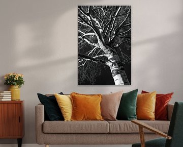 Trunk and branches of birch in winter in black and white by Dieter Walther