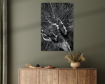 Trunk and branches of birch in winter in black and white by Dieter Walther