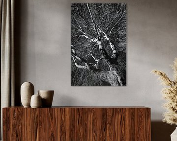 Stam en takken van een berk in de winter in zwart-wit van Dieter Walther