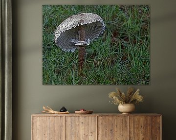 Champignon parasol. sur Jose Lok