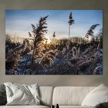 riet met gouden licht