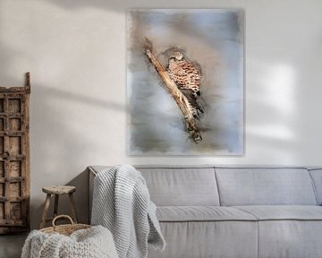 kestrel illustration by claes touber