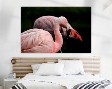 Flamingo's van De fotograafer