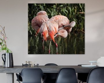 Flamingo's van De fotograafer