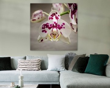 Orchidée sur Jan Kooreman