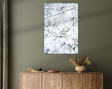 Winterlandschap in drenthe, een bos  bedekt met een laag sneeuw | fine art foto print van Karijn | Fine art Natuur en Reis Fotografie