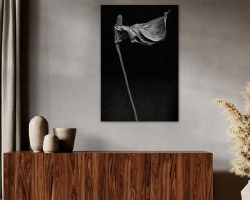 Fleur de flamant séchée - Anthurium II sur Steffen Sebastian Schäfer