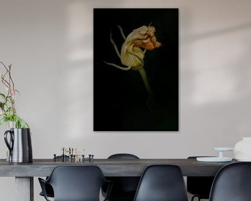 Schilderkunst schilderachtig bloem van een pompoen. van John Quendag