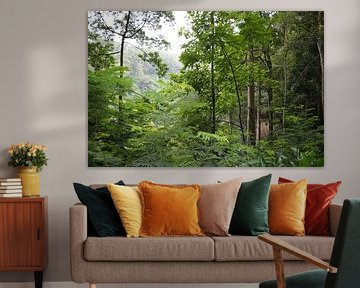 Tropischer Wald in Indonesien
