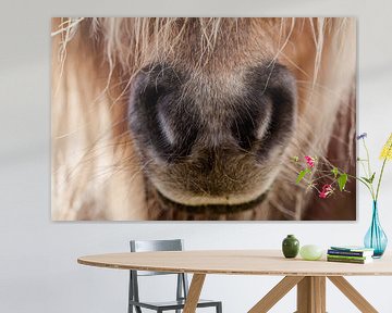 Schattige pony snuit (neus) van een Shetlander van KB Design & Photography (Karen Brouwer)