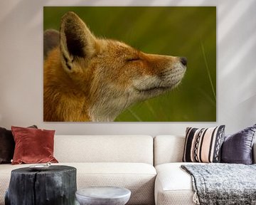 Enjoying fox by Wim Brauns