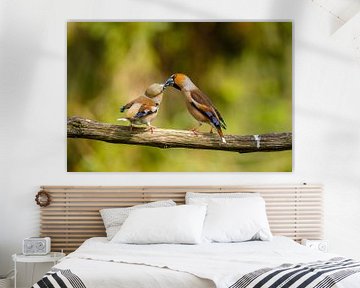 Verliebte Apfelfinken von Joke Beers-Blom