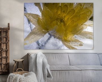 Gelbe Chrysantheme in Eis 1 von Marc Heiligenstein