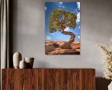 Tree standing alone in the southwest of the USA by Voss Fine Art Fotografie
