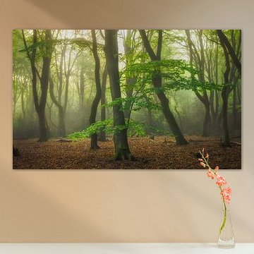 Foggy morning in the Speulderbos