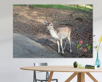 Deer
