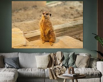 Meerkat