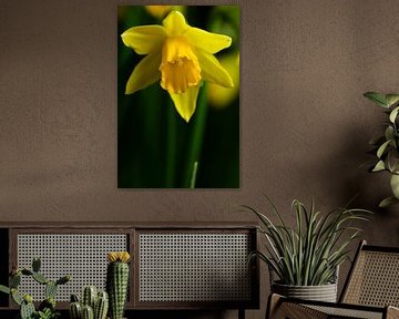 A yellow daffodil in the light