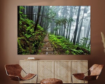 Regen in het bos, Pico da Vara, Sao Miguel, Azoren, Portugal van Sebastian Rollé - travel, nature & landscape photography