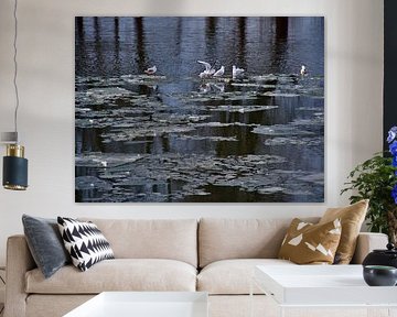 Gulls on ice floes