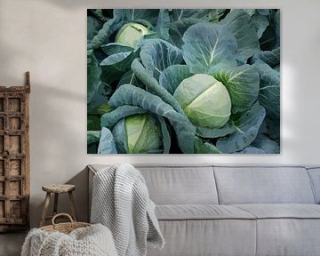 White cabbage on the farmland, illustration. by StudioMaria.nl