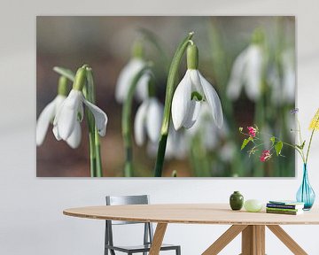 background of snowdrops in bloom by Robin Verhoef