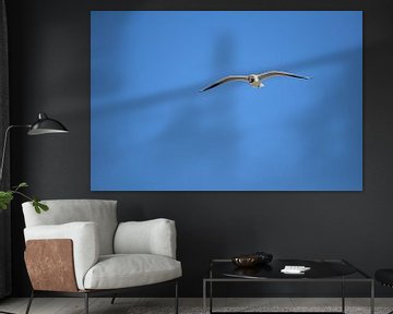 Seagull in flight by Philipp Klassen