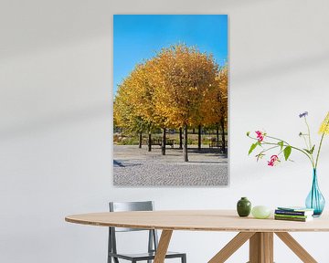 Lindebomen met gouden herfstkleuren in een park in Maagdenburg