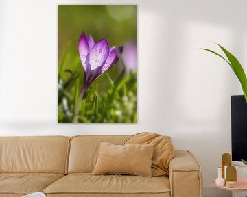 Crocus sur Sylvia Van Dijk