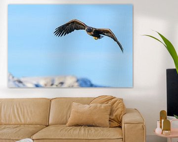 Seeadler fliegt in der Luft von Sjoerd van der Wal Fotografie