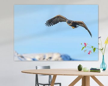 Seeadler fliegt in der Luft von Sjoerd van der Wal