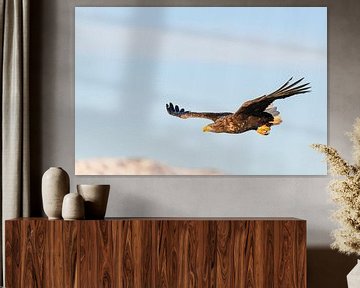 Seeadler fliegt in der Luft von Sjoerd van der Wal Fotografie