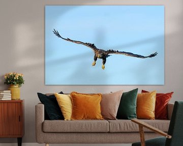 Sea eagle flying in the air by Sjoerd van der Wal Photography