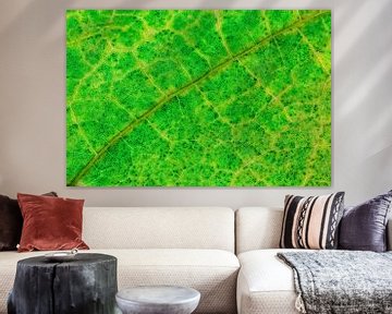 Leaf veins by Carola Schellekens