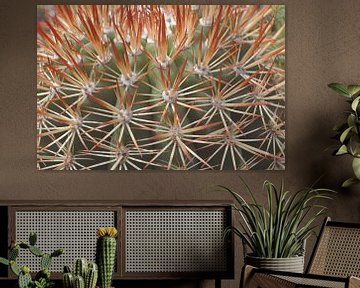 Cactus van Moats Design