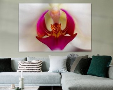 orchidee van Gert-Jan Kamans