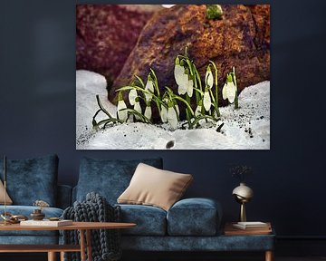 Snowdrops