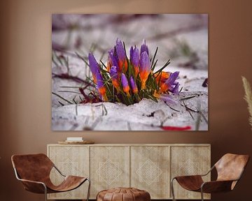 Crocuses in the snow