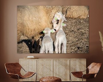 lamb drinking with mother! by thijmen hoekerd