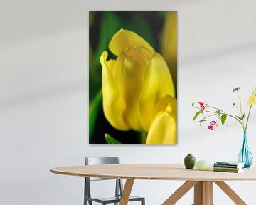 Tulpe