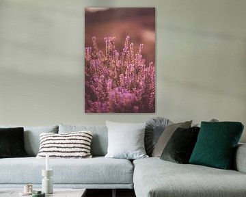 Gros plan sur une plante de bruyère en fleurs sur Inge Smulders