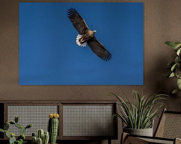 Aigle à queue blanche, oiseau de proie, dans le ciel bleu au-dessus de moi sur Erwin Floor