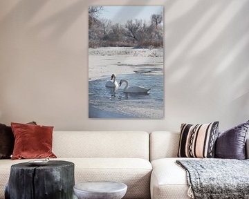 Cygnes dans les prairies de l'Elbe près de Magdebourg (Saxe-Anhalt) sur t.ART