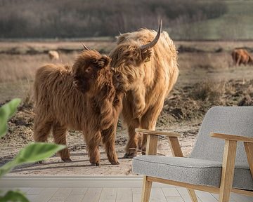 Schottischer Highlander mit Kalb