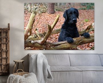 Black labrador dog posing in a forest by Marco Leeggangers