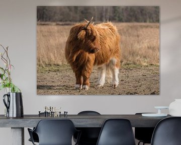 Schotse Hooglander met witte delen in vacht van Ans Bastiaanssen