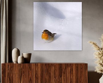 Robin in the snow by Alice's Pictures