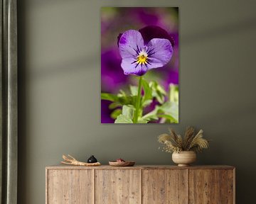 Paars viooltje met paarse achtergrond van Dagmar Hijmans