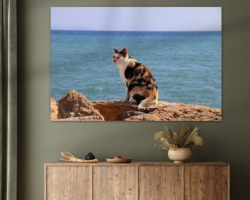 Kat op steen bij de zee van Mattis Vollertsen